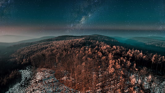 landscape photography of brown leafed trees thumbnail