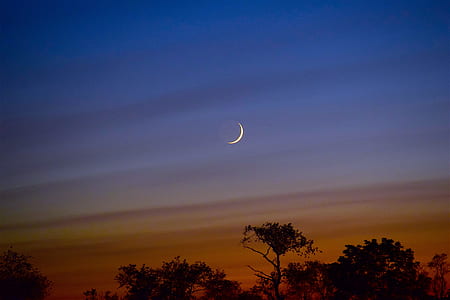 trees under crescent moon thumbnail