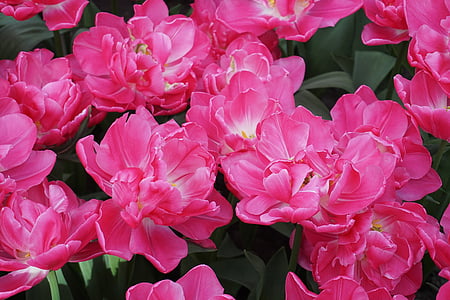 bed of pink petaled flower thumbnail
