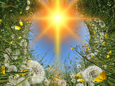 white dandelions thumbnail