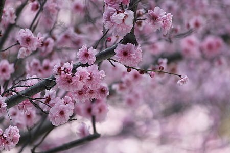 purple flowering tree thumbnail