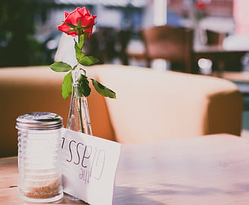 Selective Focus Photography of Red Rose thumbnail