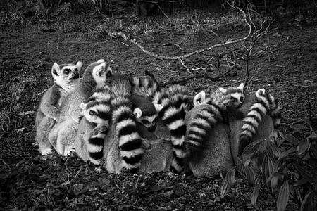 grayscale photo of raccoons thumbnail