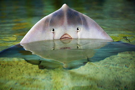 white and grey fish thumbnail