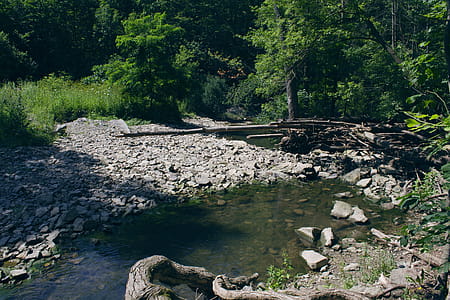 Stream Between Forest thumbnail
