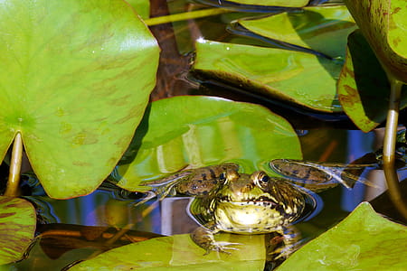 A northern green frog sunning in water of a water lily pad. thumbnail