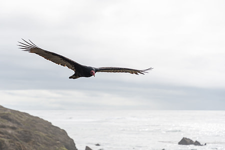 Turkey Vulture, Turkey Buzzard thumbnail