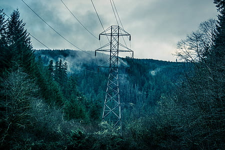 forest, trees, electricity, energy thumbnail
