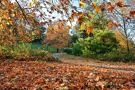 dried leaves on ground thumbnail