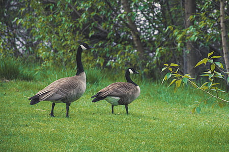 Two Canadian Geese On Green Grass thumbnail
