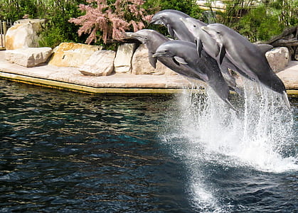 dolphins jump on water thumbnail
