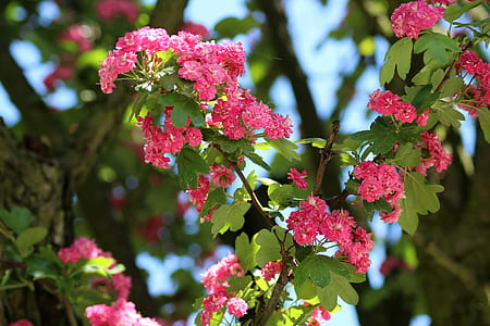 shallow focus photography of pink flowers thumbnail