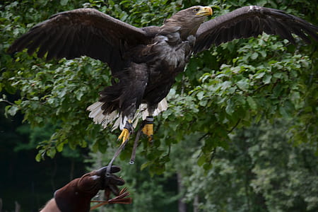 person releasing bald eagle thumbnail