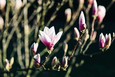 Pink spring flowers thumbnail