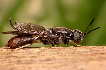selective focus photography of soldier fly perched on brown tree bark thumbnail