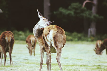 brown 4-legged animals on grass field during daytime thumbnail