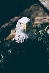 selective focus photography of bald eagle thumbnail