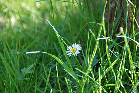 white chamomile flowers thumbnail