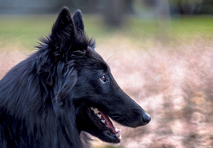 selective focus photography of long-coated black dog thumbnail