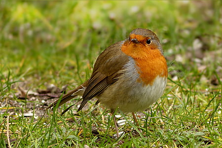 gray and brown bird thumbnail