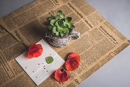 green succulent plant in white pot thumbnail
