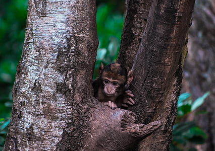 monkey hiding on tree thumbnail