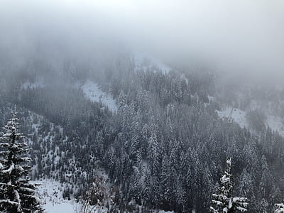 scenery of forest trees thumbnail