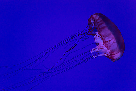 Jellyfish in ocean water thumbnail
