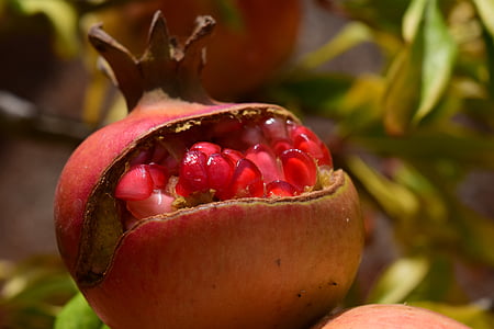 opened pomegranate fruit thumbnail