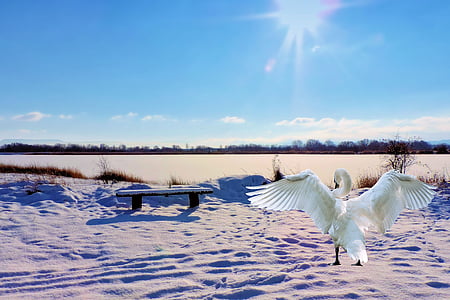 photo of white swan on sand covered ground thumbnail