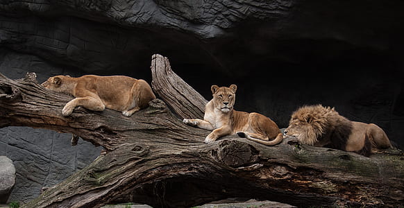 lion and two lioness lying on tree thumbnail