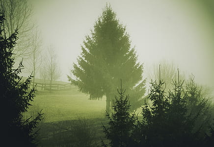 pine trees covered in mist thumbnail