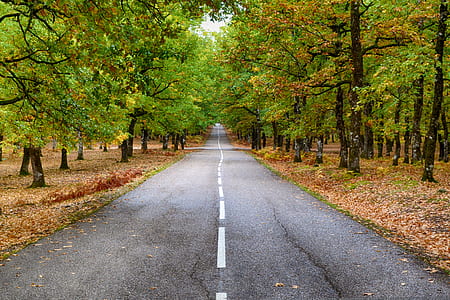 Gray Concrete Pavement in Between Trees thumbnail