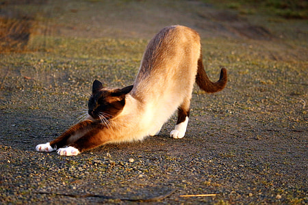 black and orange cat stretching on soil thumbnail