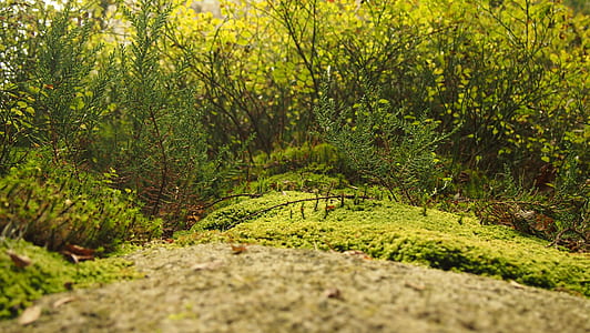 green grass thumbnail