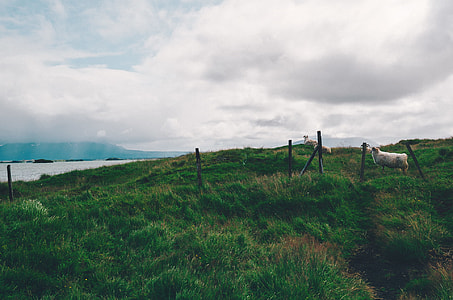 landscape photography of green grass field thumbnail
