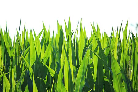 green grass vector art thumbnail