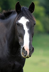 selective focus photography of white and black horse thumbnail