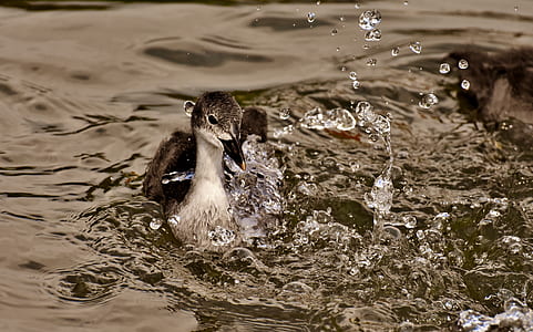 brown duck thumbnail