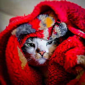photography of white and black cat in red blanket thumbnail