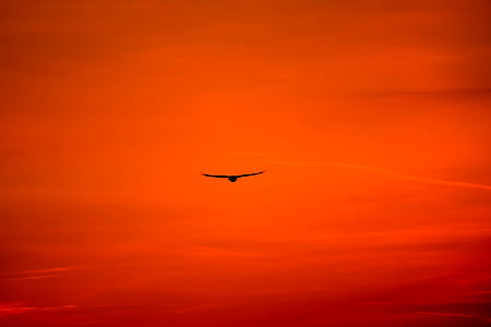 silhouette photography of flying bird thumbnail