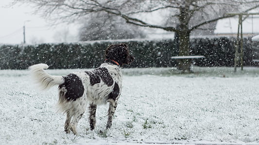 white and black dog near tree thumbnail