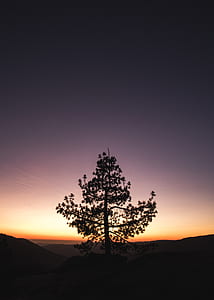 silhoutte of tree thumbnail