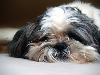 adult white and black shih tzu thumbnail