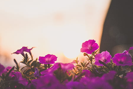 purple flowers thumbnail