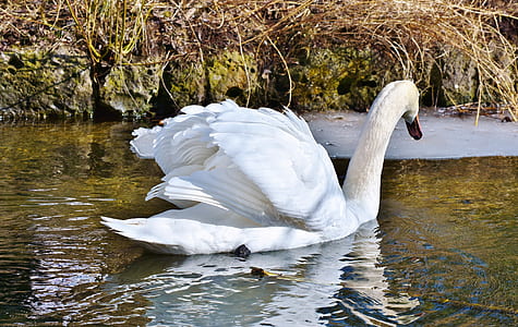 white swan floating on body of water thumbnail