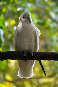 selective focus photography of cockatoo perched on tree during daytime thumbnail