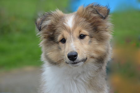 rough collie puppy thumbnail