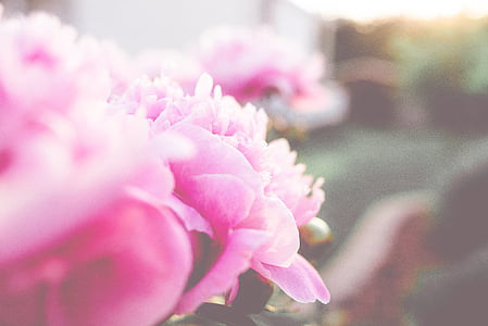 pink and white petaled flower thumbnail