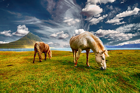 two horses eating grass thumbnail